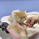 텐시퍼피 이미지