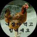 닭 - 33155 | 닭