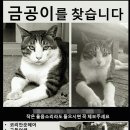 아 가슴아파 국민대 고양이 금공이 교통사고로 사망 추정이래 이미지