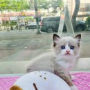 똥강아지 김해 강아지분양 고양이분양 이미지