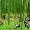 대숲향기 이미지