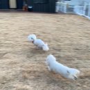 개랑나랑 이미지