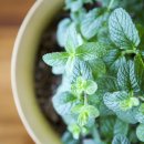 대신약업사 이미지