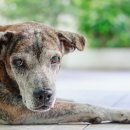 365 마음동물병원 이미지