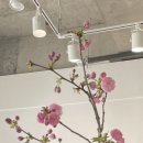 [원신흥동꽃집] 러브디스모먼트 (Love this moment...레슨 원데이클래스 후기 <영업시간/예약방법/가격>