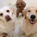 에이펫(A-PET) 이미지