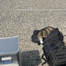 포레스트소울 | 노키즈 애견동반 가평 캠핑장 포레스트 소울 A1, A2 사이트 후기