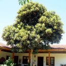 비파나무집 이미지