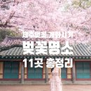 씨유 서귀호근점 | 2024 벚꽃 개화시기 제주도 전농로 삼성혈 신산공원 + 작가 비밀스팟