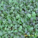 은행나무 농장 이미지