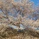 선화옥돌구이김 | [세종 구경] 가볼 만한 곳 조치원 조천변 벚꽃 세종전통시장(선화옥돌구이김) 방문 후기