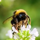 한국양봉산업 | 한국의 양봉산업