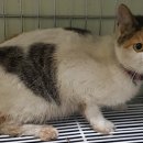 팽성서로 이미지