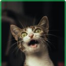 라비동물병원 이미지