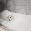 불광동물병원 이미지