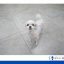 성남다온동물병원 이미지