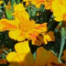 솔숲농원 이미지