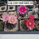 선인장 씨앗 이미지