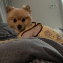 베이비숑 그루밍 이미지