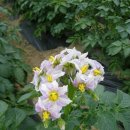 감자꽃필무렵 이미지