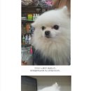 퍼피동물병원 이미지