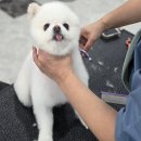 뽀삐애견샵 | 부산애견미용학원 가격 비교 비용 자격증까지 수업 공유 후기