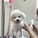 사계절 예쁘개 이미지