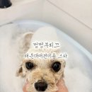 메트로상가 맞은편 앞 | 해운대애견미용 멍멍부띠끄 토이푸들 스포팅 후기