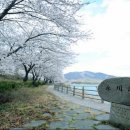 자양벚꽃100리길 이미지