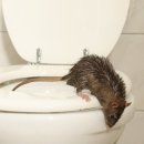 연무농장 | 대전 교회 화장실 쥐퇴치 후기 변기·외부유입구 통한 쥐 유입 차단 + 쥐벼룩 ULV 초미립자 소독까지...