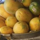 파파야1 이미지