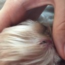 아가펫 | 일산/정발산역 애견카페 아가펫 솔직한 후기