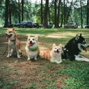 나의 반려견 이미지