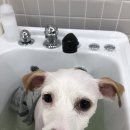 향동애견미용 이미지