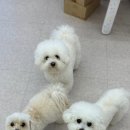 디어마이모모 네이버블로그