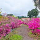 그린 팜파스 이미지