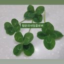 행운 이미지