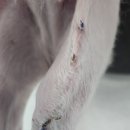 덕정 동물의료센터 이미지