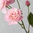 하나미 - 창원시 성산구 삼정자로43번길 8 | 하나미