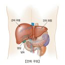 전이성 간암(Metastatic Liver cancer) 이미지