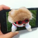 옵티머스 3d로 찍은 귀여운 강아지 동영상, 구경하세요 ^^ 이미지