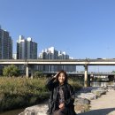 중세권 | [서울/중랑천] 중랑천 황화 코스모스 후기 (방문일자 11.09) ೀ⋆｡🌷