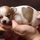 하트강아지 이미지