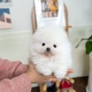 유앤미펫 강아지분양 고양이분양 위례점 이미지