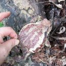 복두꺼비 이미지