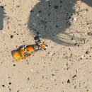 프리티도그 | 태국 방콕/파타야 5박6일 자유여행 (블로그 대지주랑 함께 떠나는 여행) 3일차, 원숭이 없는 원숭이해변...