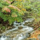 ㈜맑은숲네트워크 이미지