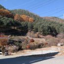 비발디송어골 이미지