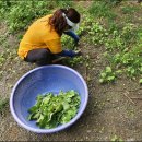 질경이농장 이미지