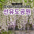 서울 달콤한 보라빛 등나무꽃 [선유도공원] 실시간 개화상황